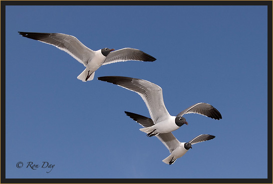 Laughing Gulls (Larus atricilla), High Island